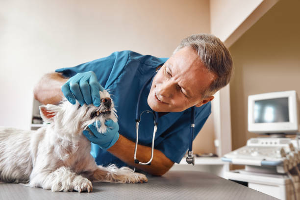 Best Emergency Wisdom Teeth Removal in Warm Springs, OR
